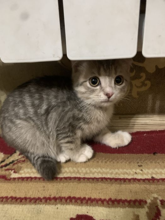 Шотландский маргау сатылады