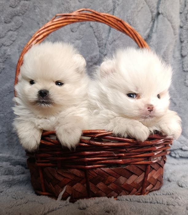 Щенки померанского шпица