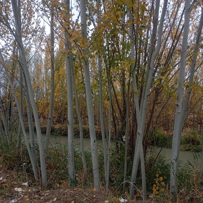 Kuk terak sotiladi strapelalik