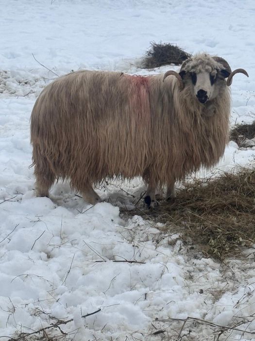 Berbec stramior  ….