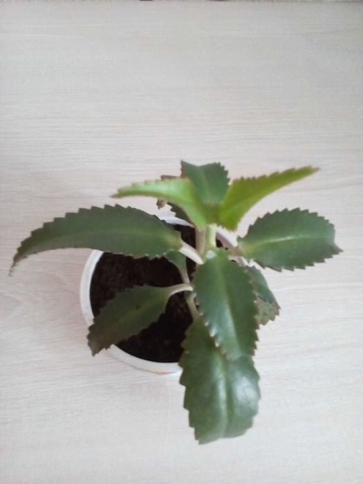 Продам лечебный цветок каланхоэ