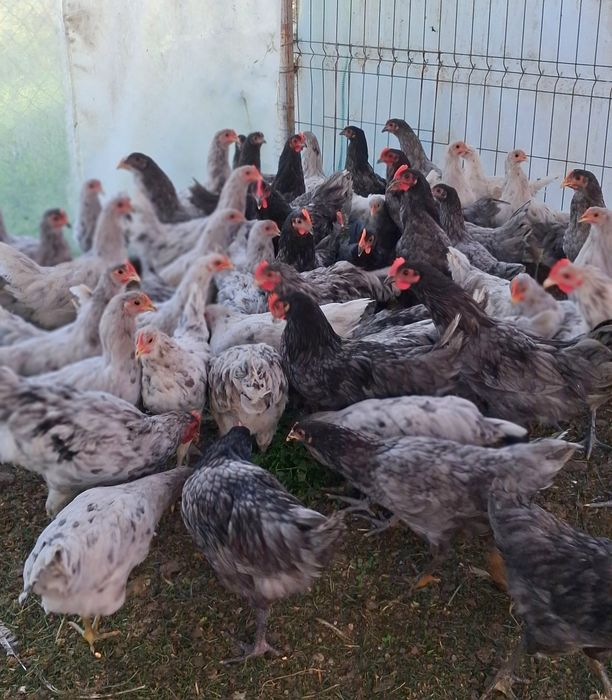 Cocosei Australorp