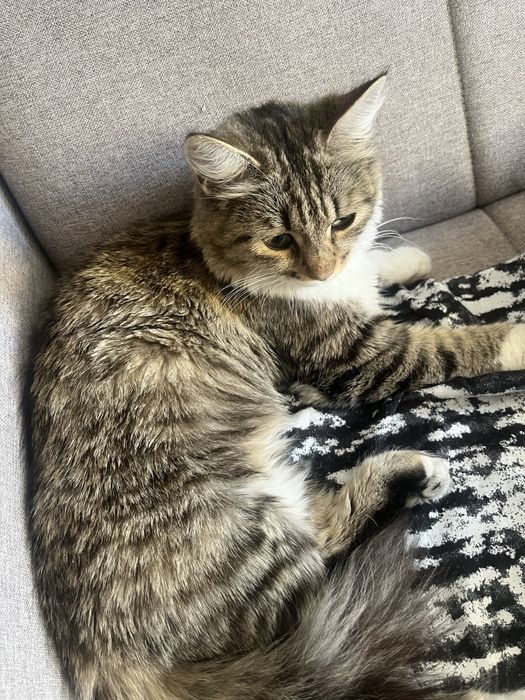 Котенок бесплатно