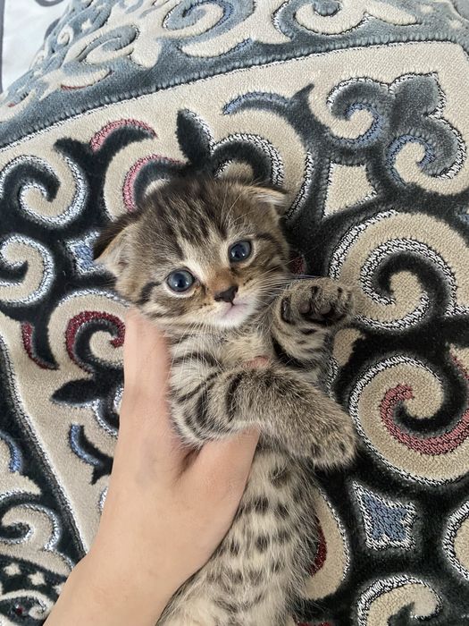 Котята вислоухие