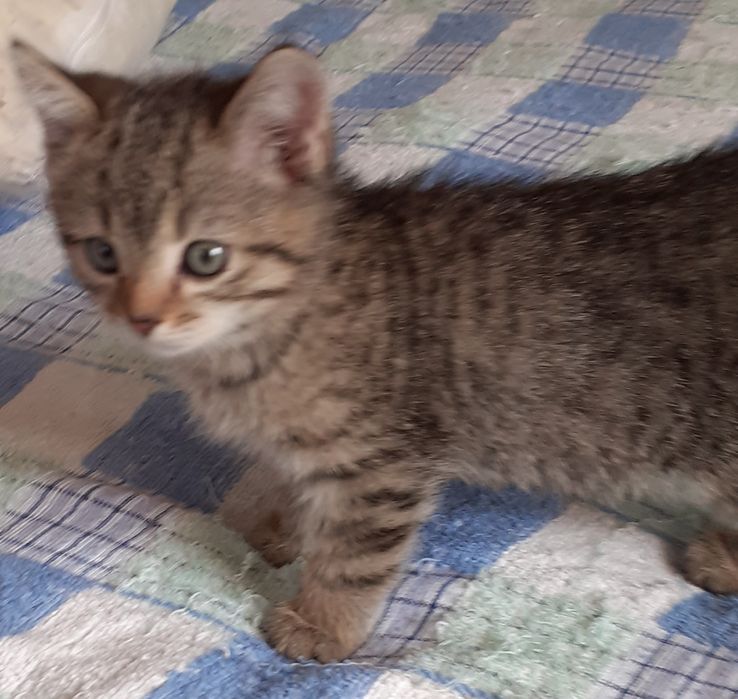 Котята бесплатно