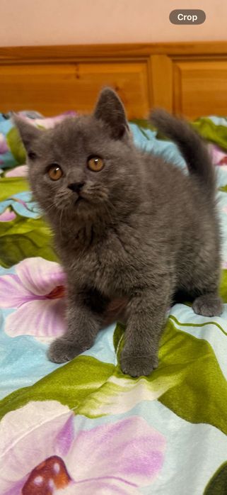 Британско момченце!