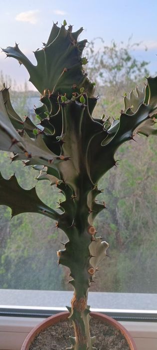 Продам комнатные растения