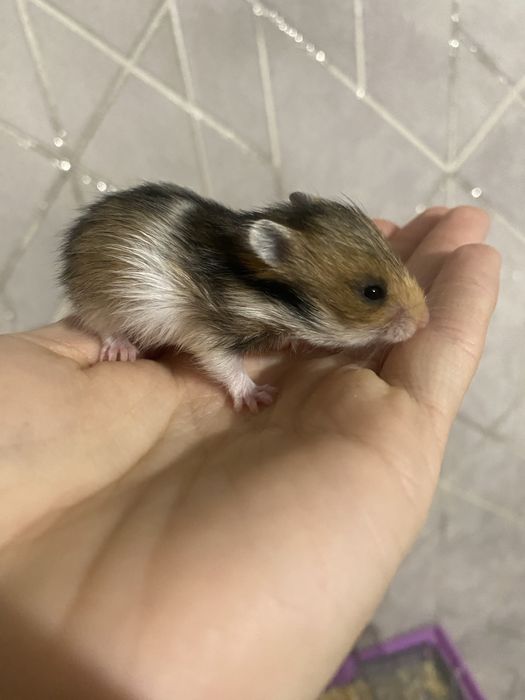 Сирийские хомяки