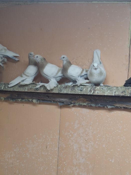 Продам голубей игра гребля тяга