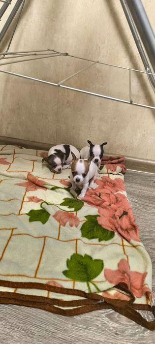 щенки чихуахуа три мальчика