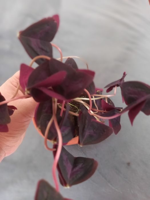 Цветы домашние от 1000