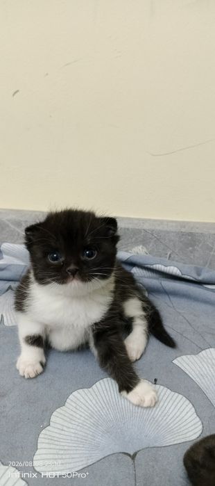 Скотиш страйт боллари
