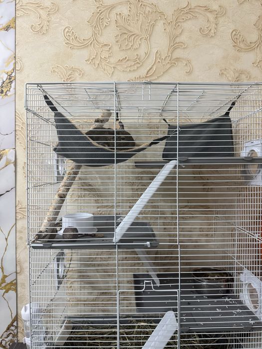 Продам белку дегу вместе с клеткой