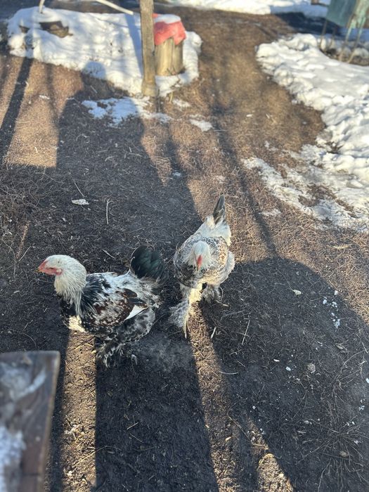 Продам трех петухов