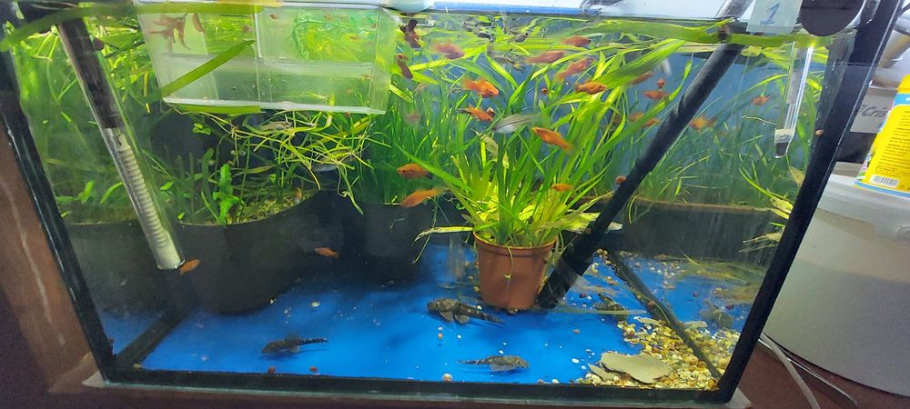 Pachet de acvarii si pesti