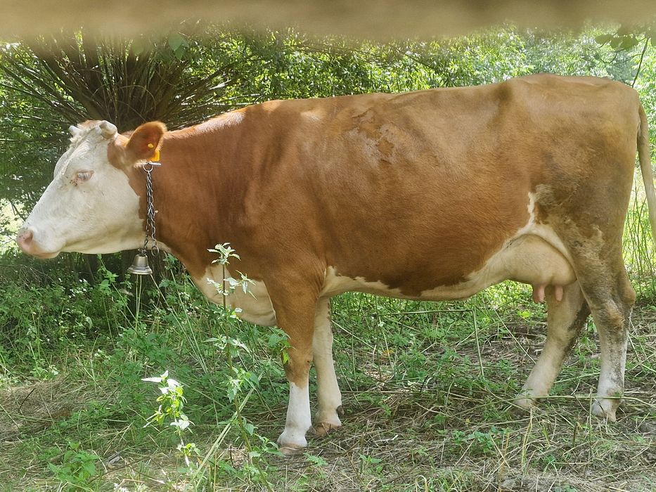 Vând vacă foarte bună de lapte