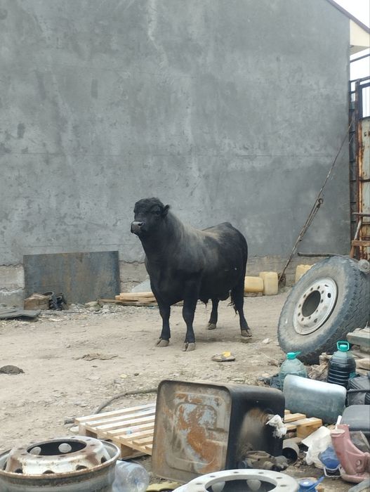 Angus buqa sotiladi