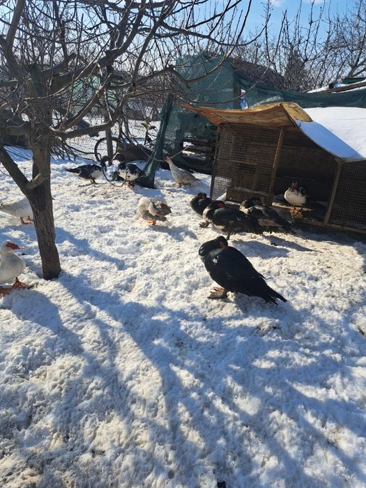 Vând  rate/ratoi mute +iepuri