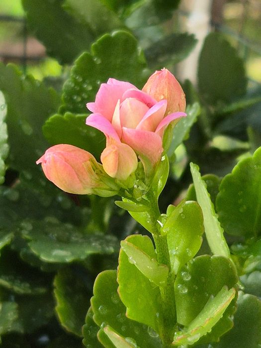 Каланхоэ Розалина махровая начало цветения.