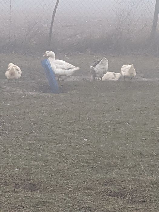 Продавам Гъски и Юрдечки