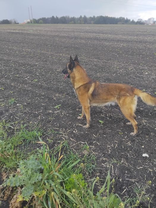 Белгийска овчарка малиноа