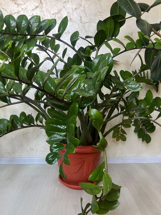 Продам цветы)