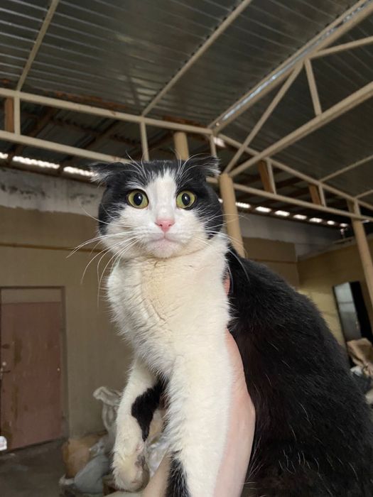 Найден домашний кот