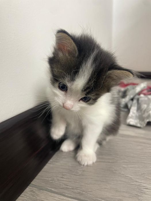 Отдам милых и добрых котят