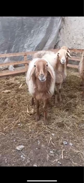 Киргиз бугуз куйлари сотилади. Бухоро шахар