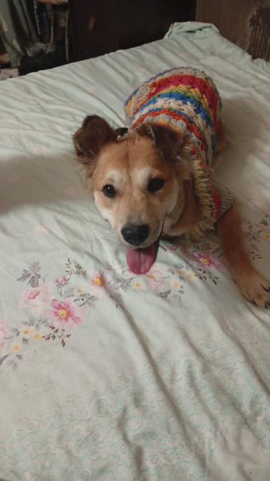 Отдам в добрые руки