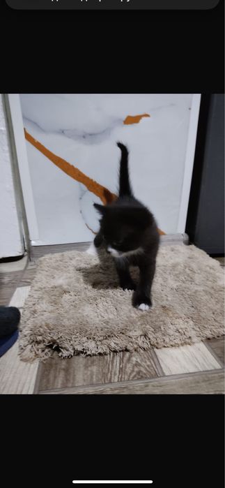 отдам котят 1 месяц