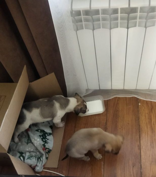 Дворянских кровей щеночки.