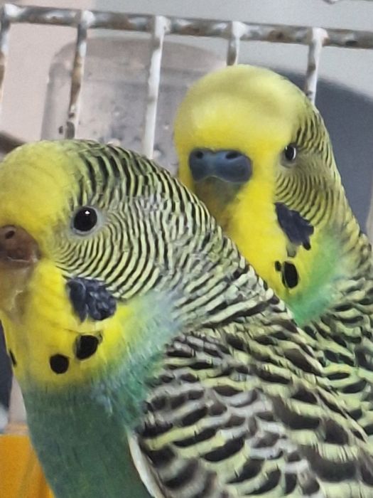 Vand o pereche de papagali  foarte frumosi