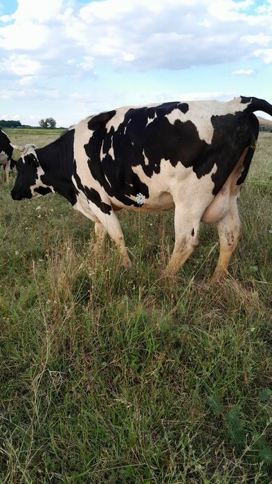 Vând 2 Vaci bune de lapte 8000 de lei Bucata