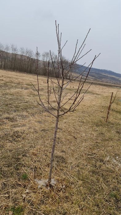 Afacere la cheie - hala productie- sera- birou