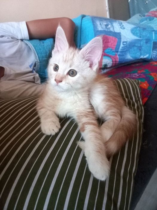 Uy mushukchasi. Uch oylik. Hadyaga