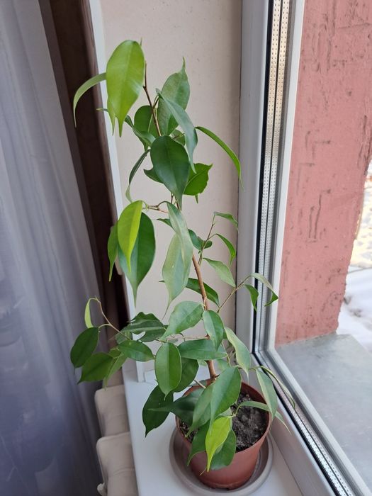 Фикус  Бенджамина  зелёный