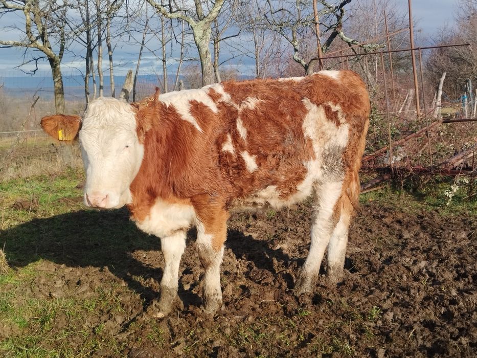 Vând vițea bălțată