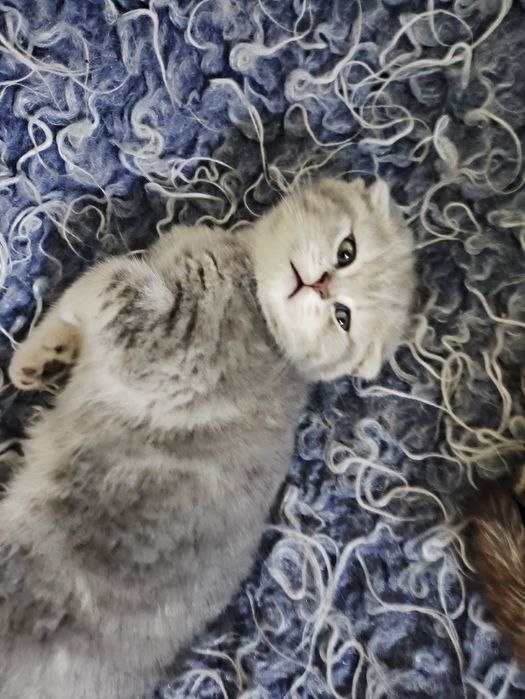 Котята британцы 30000