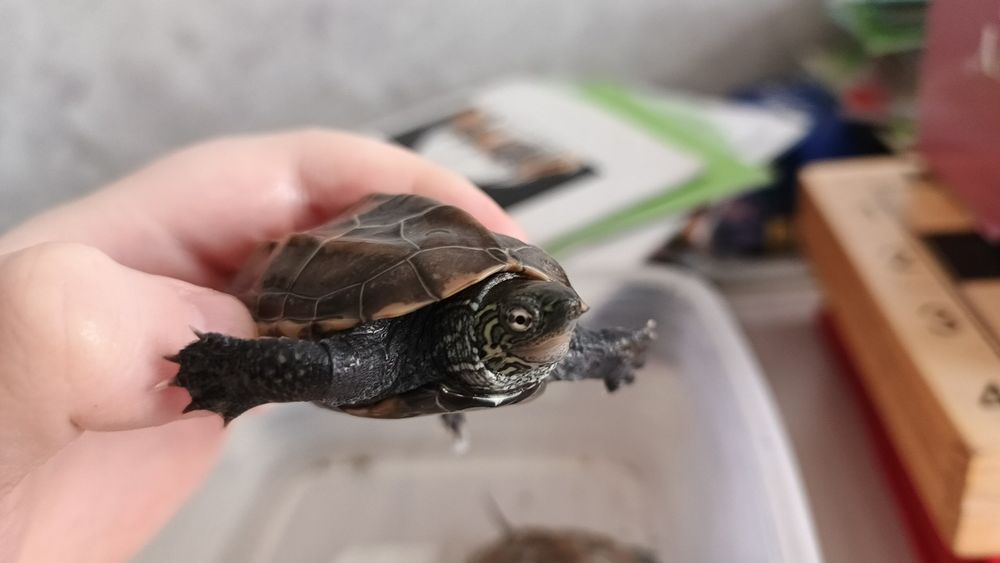 Продам водных черепах.