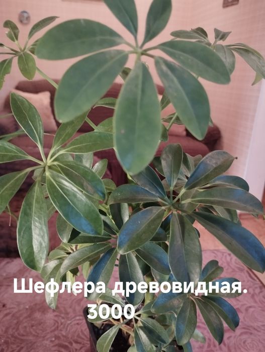 Продам комнатные растения