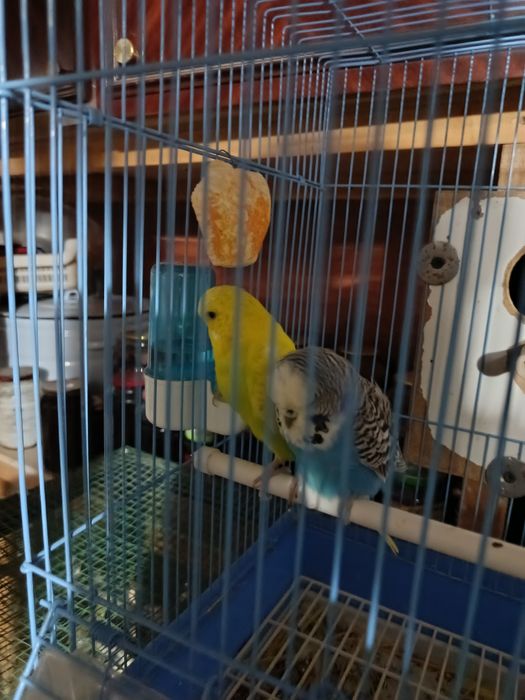 Andurka sotiladi nar va moda 550ming dostafka yuq manzil qashqadaryo