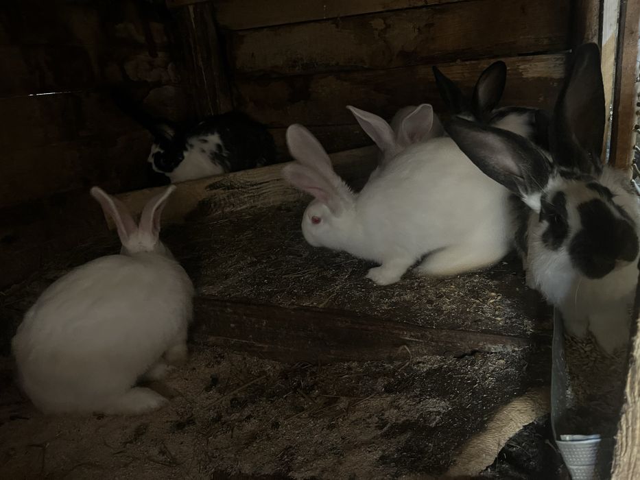 Продавам зайци кръстоска