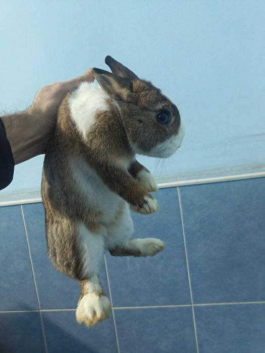 Karlik quyon sotiladi