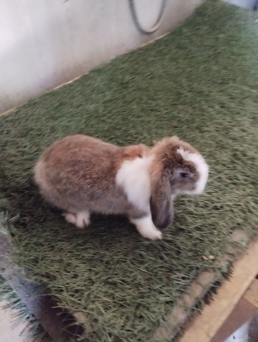 Сотилади куенлар минилоп сплит