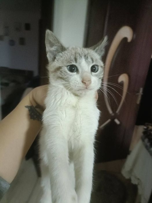 Donez  puiuti foarte frumosi