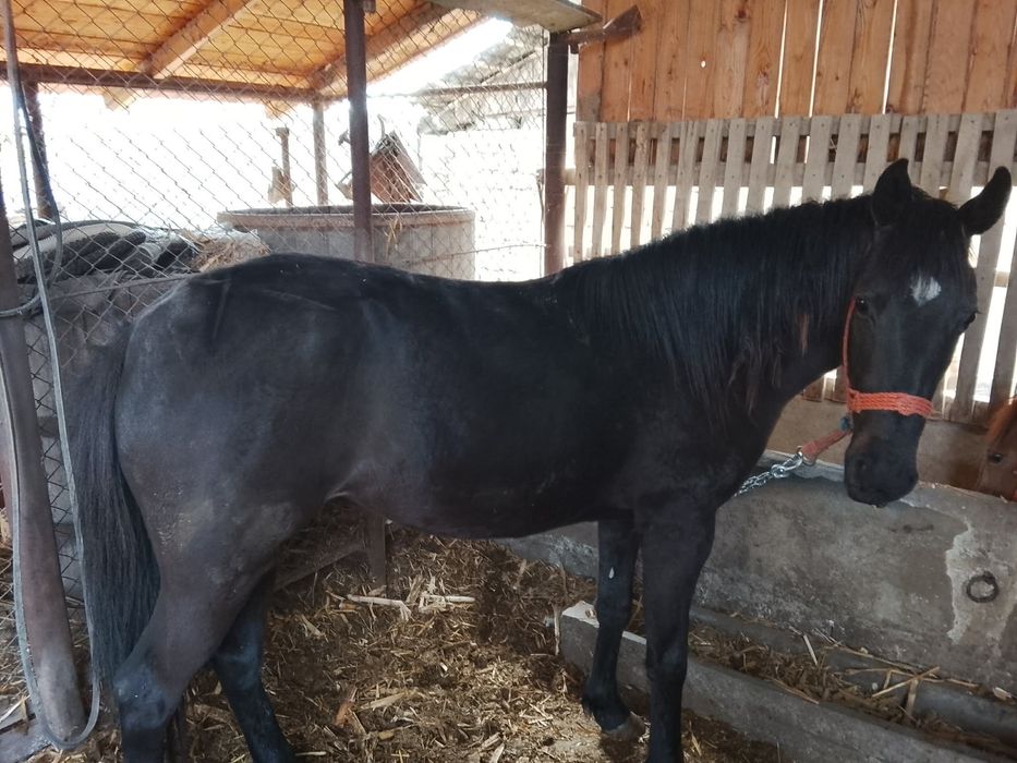 Vând mânză de 10 luni