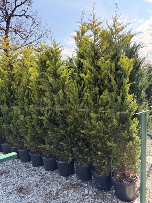 Leylandii Cupressus toate marimile