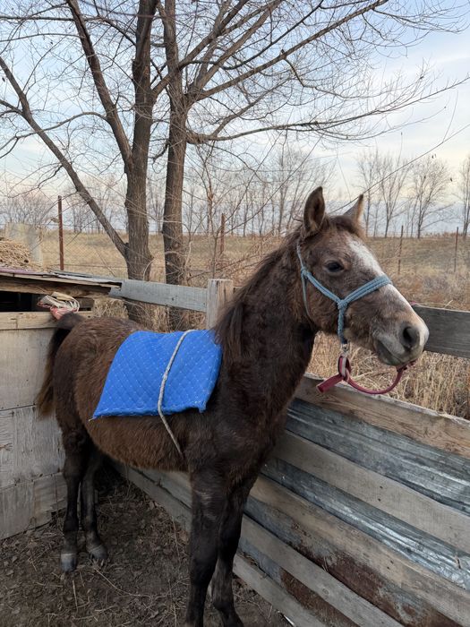 Жабағы, жабагы , тай