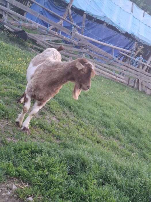 Țap de vanzare. Castrat